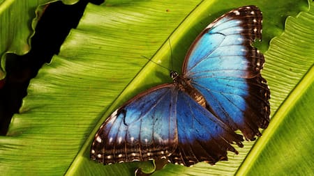 Mariposa bandera argentina. Foto: Freepik.
