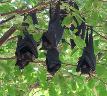 Nueva especie de murciélago se reproduce sin penetración. Foto: Unsplash