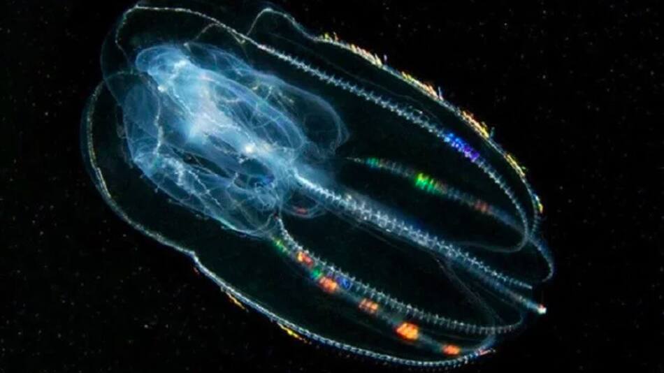 Impresionante descubrimiento sobre las medusas peine. Foto: Noticias Ambientales
