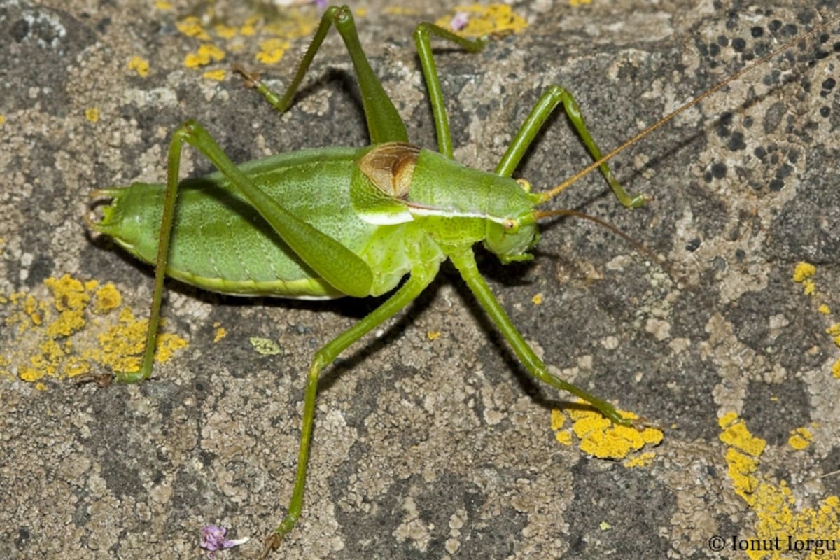 El grillo de matorral de Cozia.