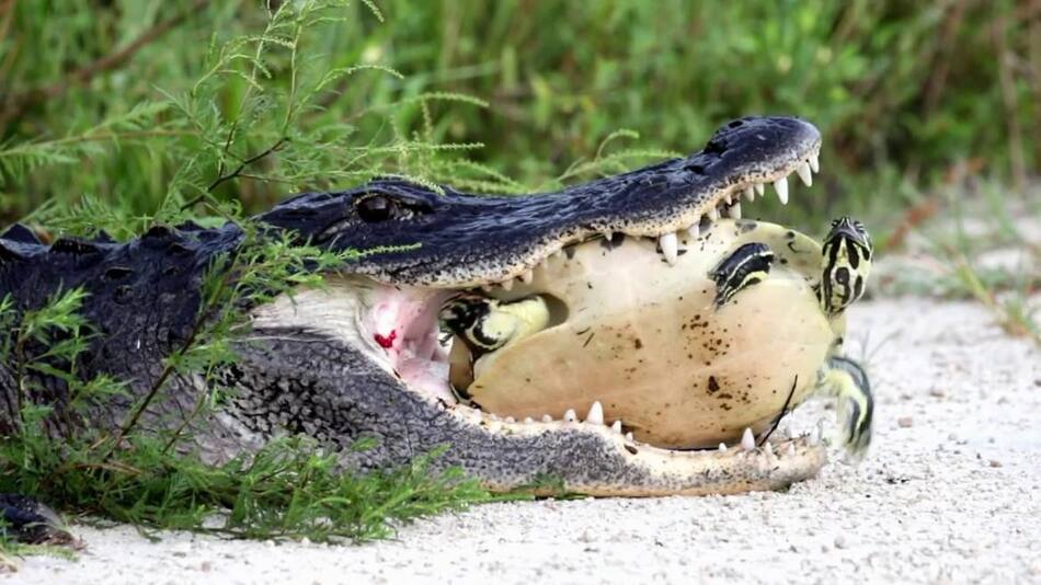 Cocodrilo vs tortuga