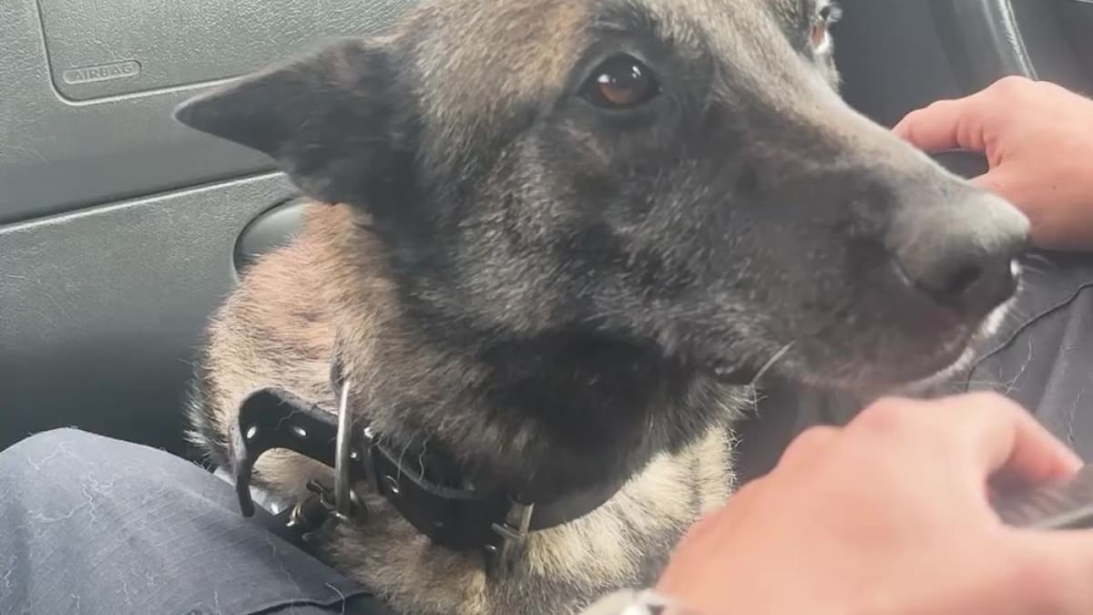 Emotiva despedida: Kiara, la perra policía que se jubiló y recibió el cariño de sus compañeros