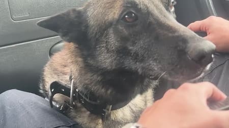 Kiara, la perra policía que se jubiló el Día Nacional del Perro. Foto: Captura de pantalla.