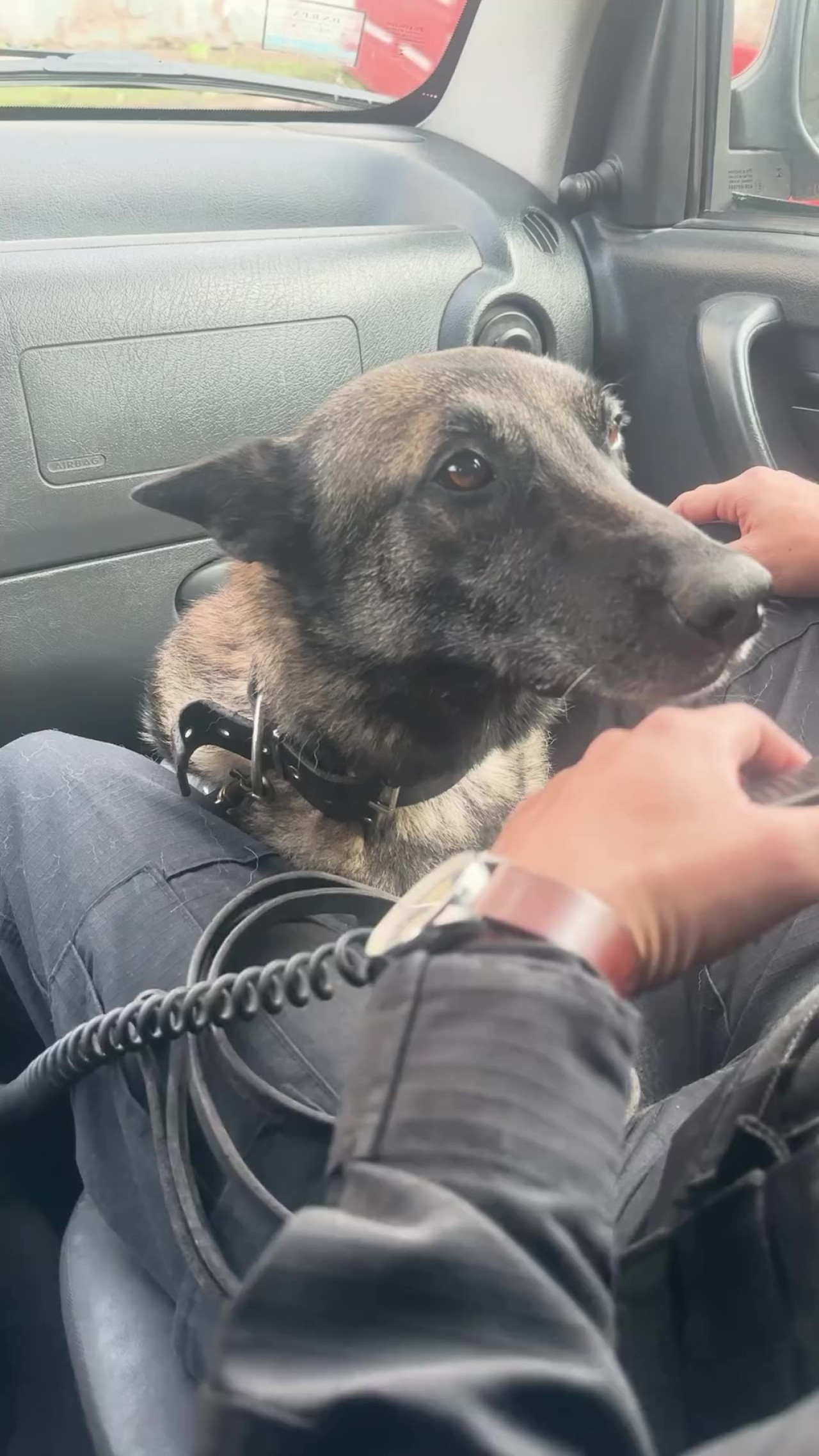 Kiara, la perra policía que se jubiló el Día Nacional del Perro. Foto: Captura de pantalla.