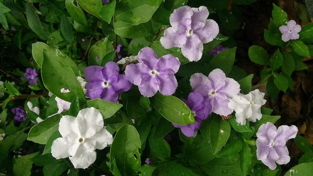 La planta que cambia de color y perfuma el jardín: así se cuida el jazmín del Paraguay para que florezca en primavera, según jardineros