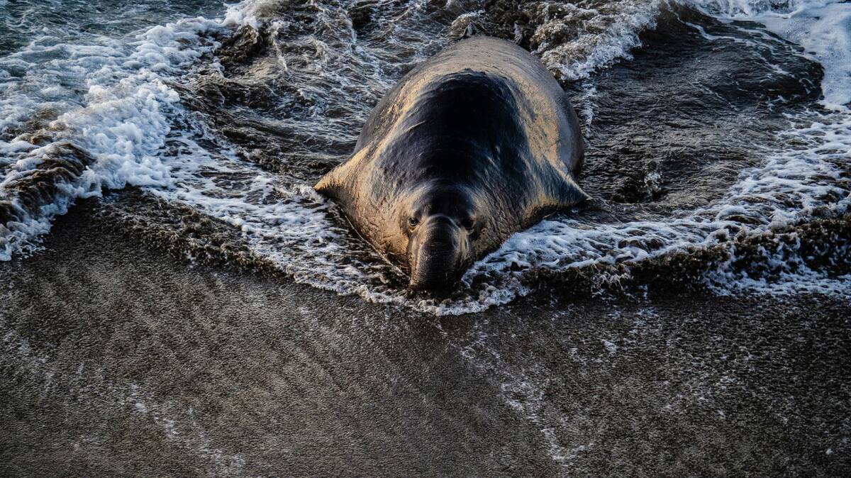 Foca. Fuente: Unsplash.