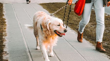 Pasear al perro. Foto: Unsplash.