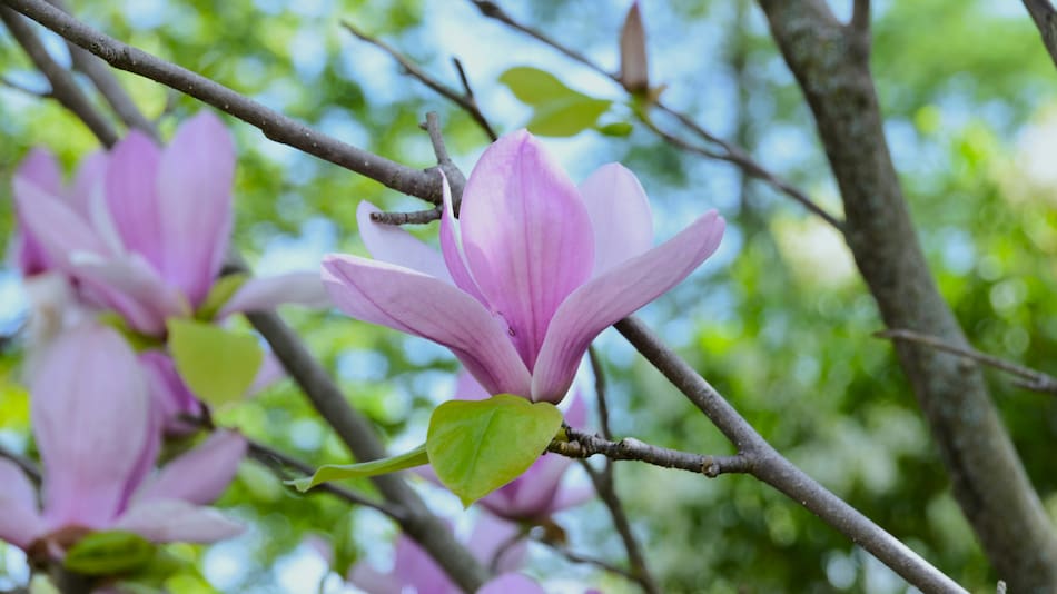 Magnolia, flores.