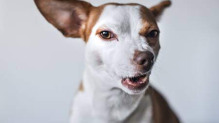 Qué significa que tu perro gruña mientras come