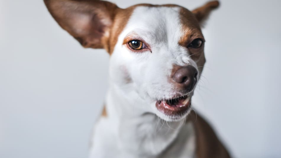 Qué significa que tu perro gruña mientras come