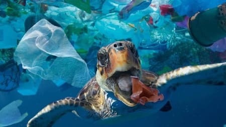 Contaminación en animales marinos. Foto: NA