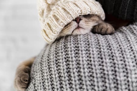 Gato abrigado, ola de frío. Foto: Freepik