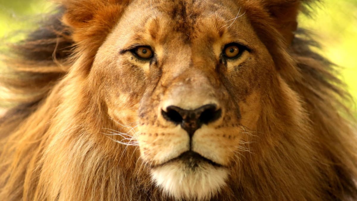 León africano. Foto: EFE
