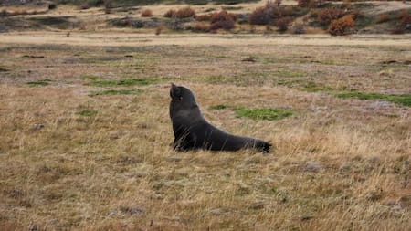 Apareció un lobo marino en una estepa de la Patagonia a 50 kilómetros del mar