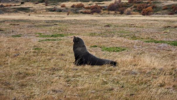 Apareció un lobo marino en una estepa de la Patagonia a 50 kilómetros del mar