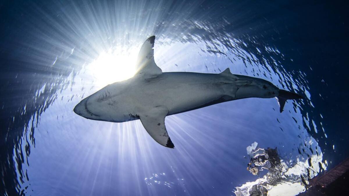 Tiburones