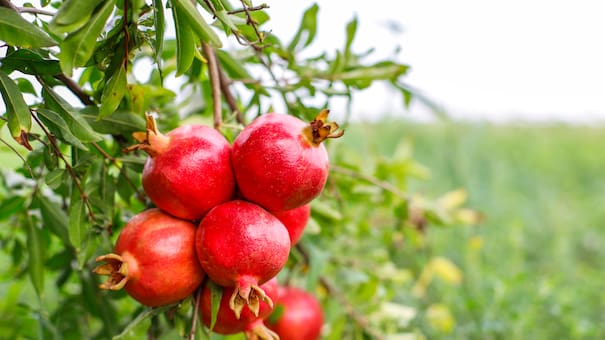 Ideal para los jardines: cuál es la especie de árbol que no levanta el piso y requiere de pocos cuidados