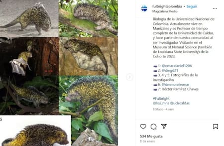 Descubren una nueva especie de puercoespín. Foto fulbrightcolombia