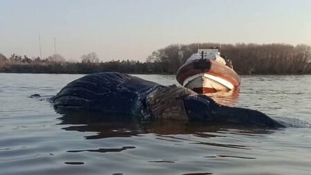 Ballena muerta en Zárate