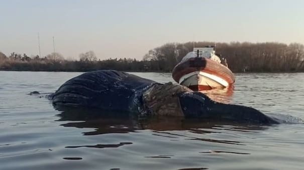Conmoción en Zárate por la aparición de una ballena muerta en el Rio Paraná: creen que habría nadado 19 horas en agua dulce
