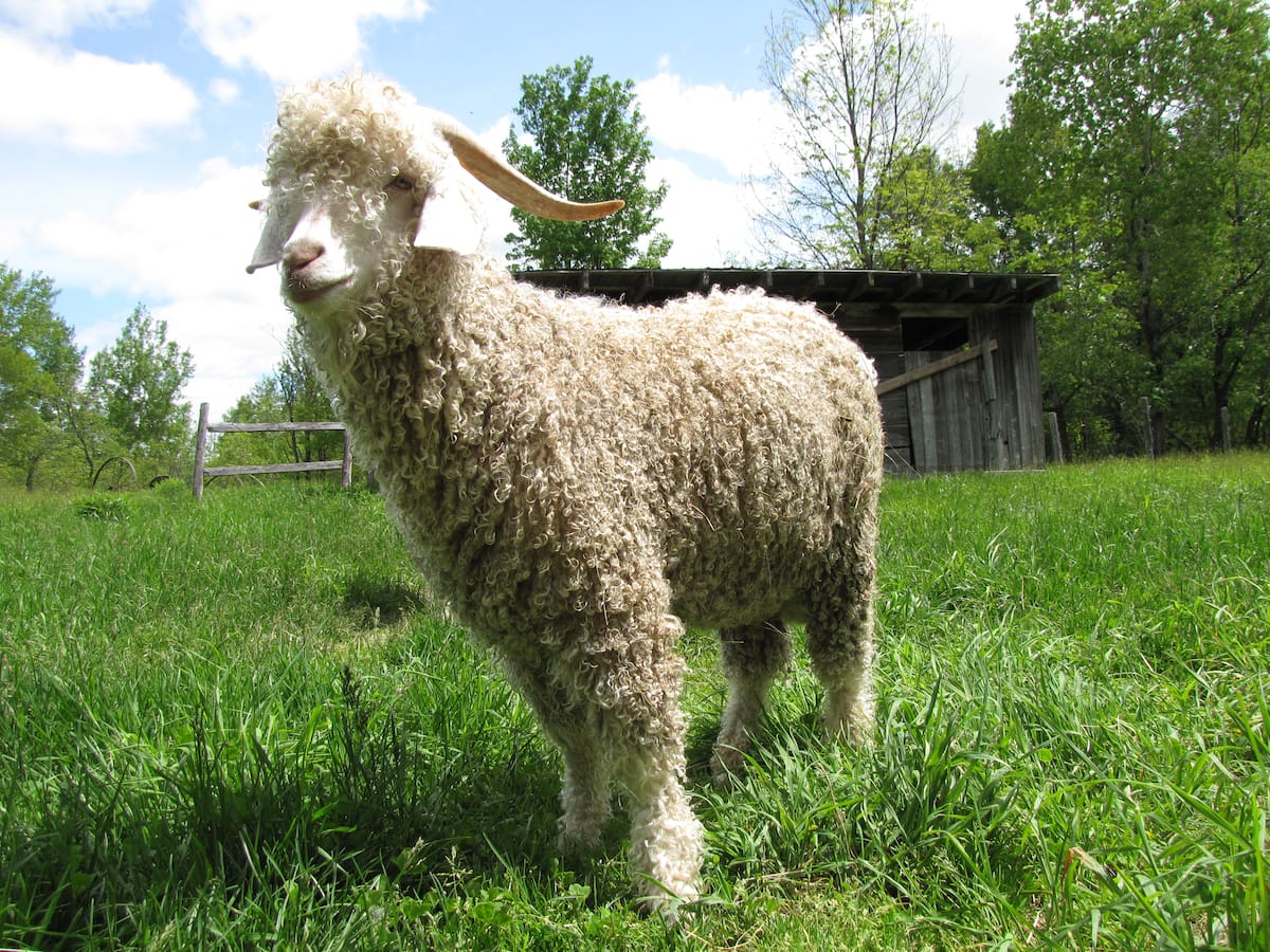Las cabras de Angora