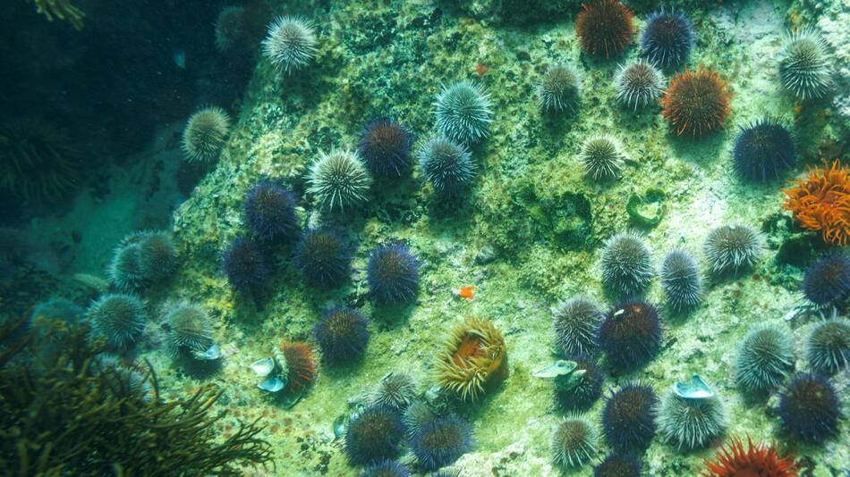 Plantas marinas. Foto: EFE.