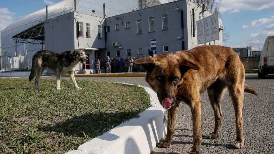 Perros en Chernobyl. Foto: Reuters.