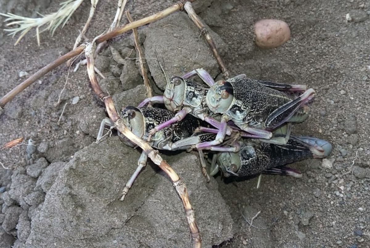Tucura sapo; “bicho caníbal”; Patagonia argentina.