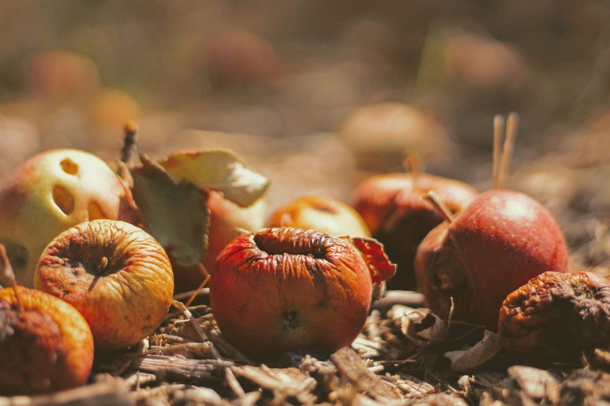 Desperdicio alimentario. Foto: Unsplash.