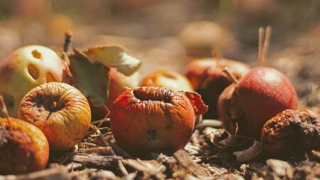 Desperdicio alimentario. Foto: Unsplash.