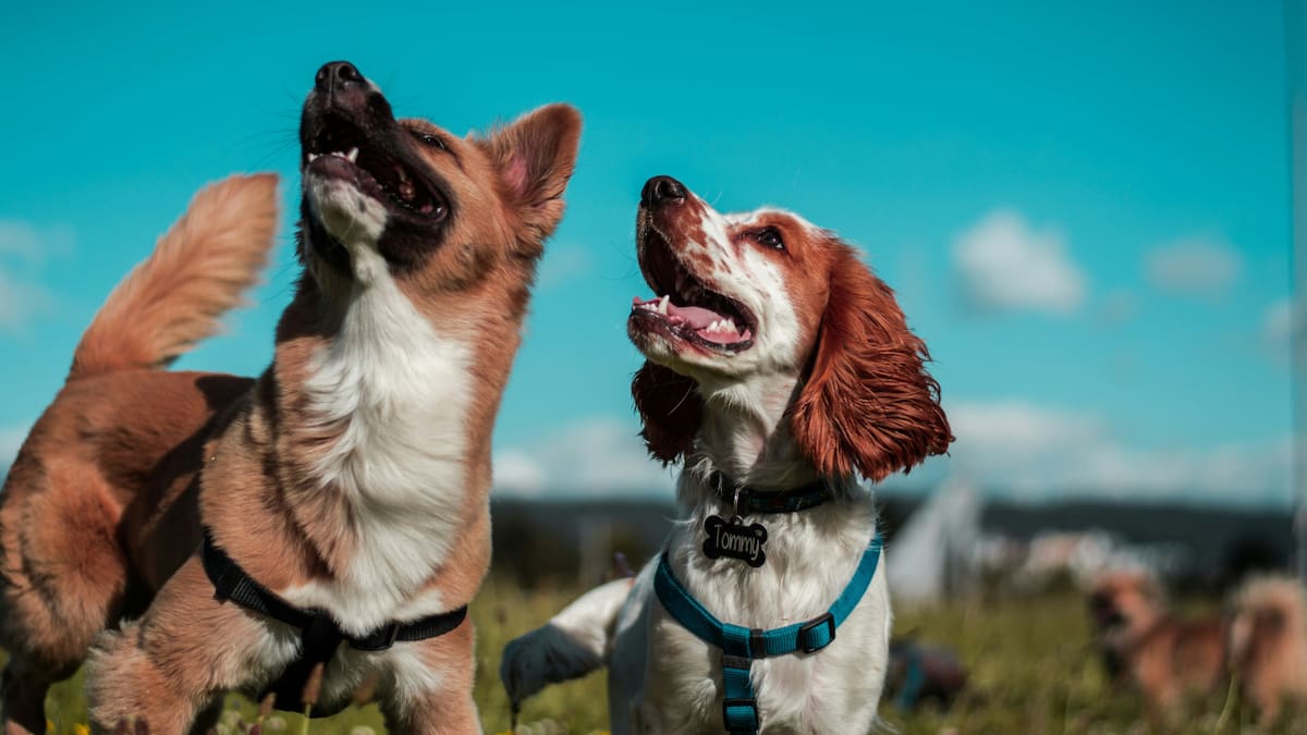 Consejos para llevar a tu mascota de vacaciones. Foto Unsplash.