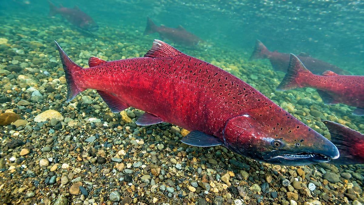 En los años 70, Chile introdujo salmones para crear una industria: hoy el gigante del Pacífico invade los ríos de la Patagonia argentina