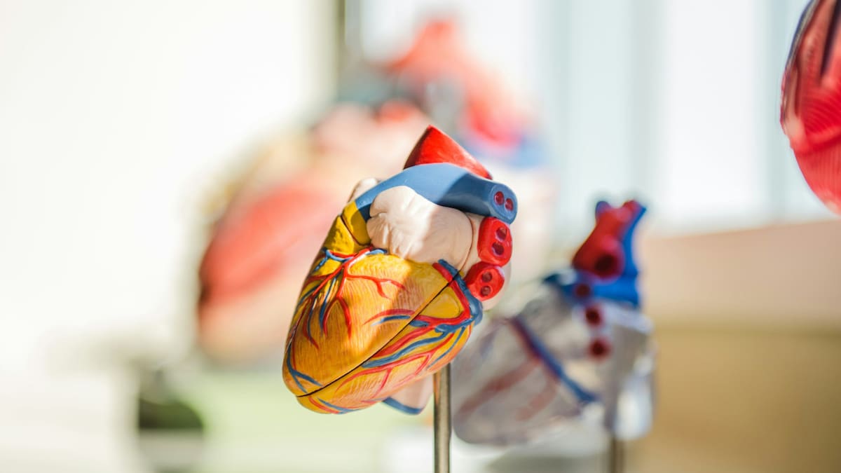 Corazón. Foto Unsplash.