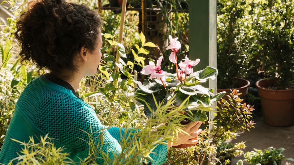 Las 5 plantas ideales para regalarle a mamá.