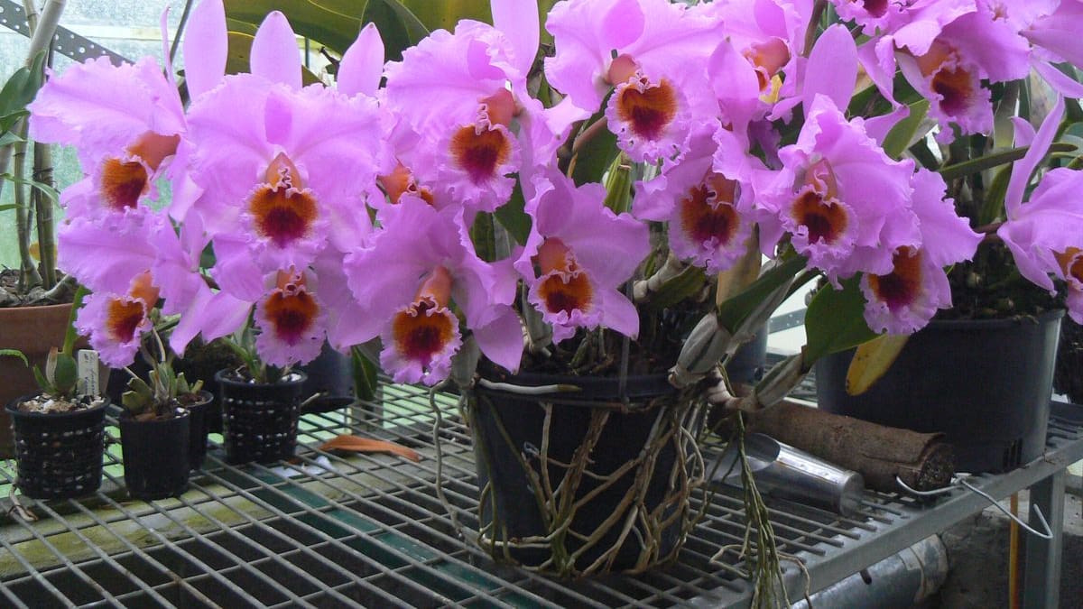 Guía completa y fácil de la orquídea Cattleya: cómo cuidarla en casa para mantener sus flores sanas y duraderas