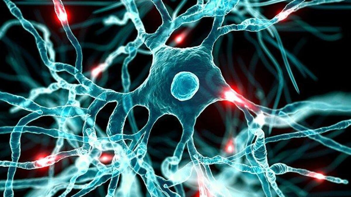 Cerebro, neuronas