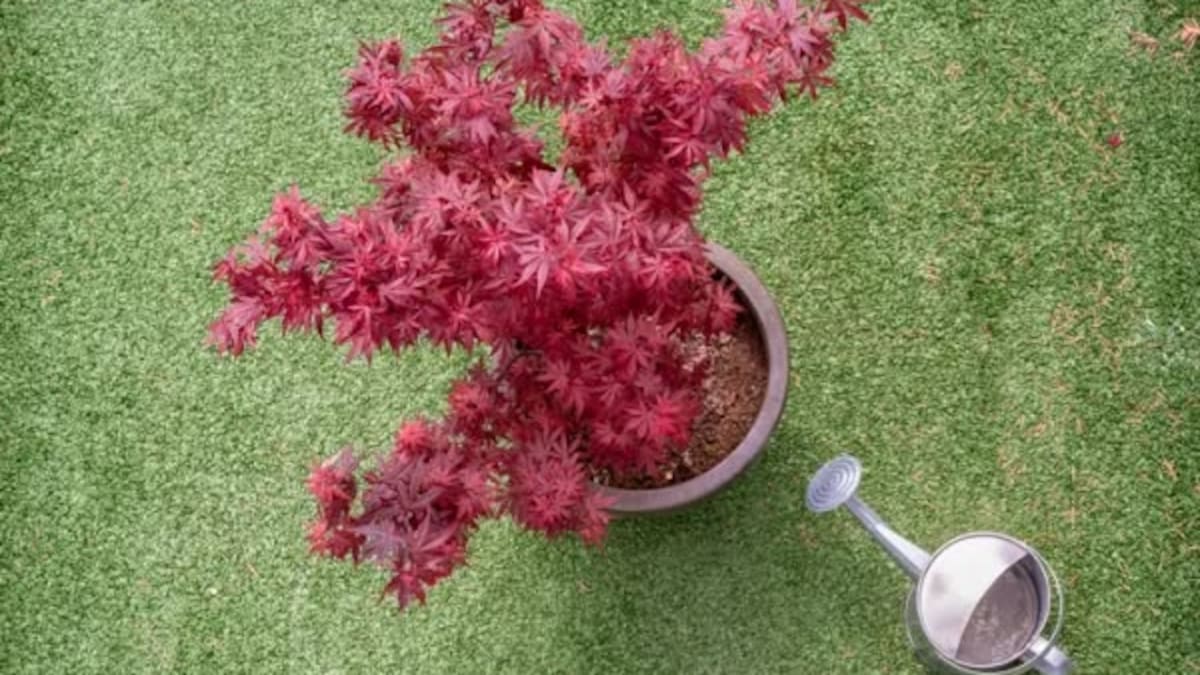 El árbol que crece a la sombra y es ideal para los jardines con poca luz: cómo cuidar el arce japonés