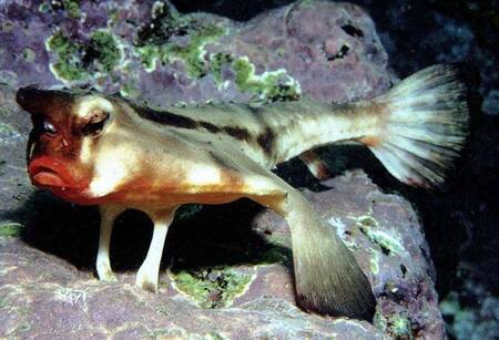 Pez murciélago. Foto: Shorefishes.