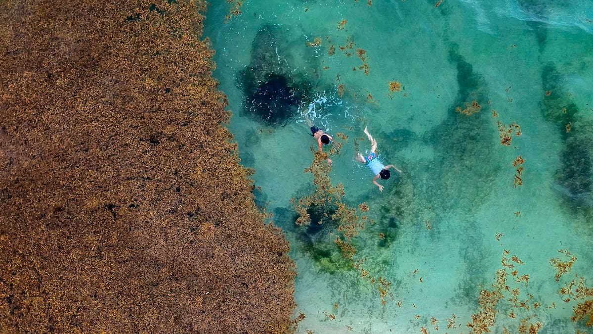 Apareció en una de las playas más famosas de América Latina y mantiene en alerta a turistas y expertos: ¿qué es el sargazo?