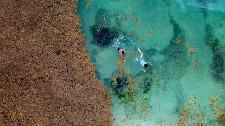 Los secretos del mar de los Sargazos: el único del mundo sin playas ni costas que intriga a la ciencia