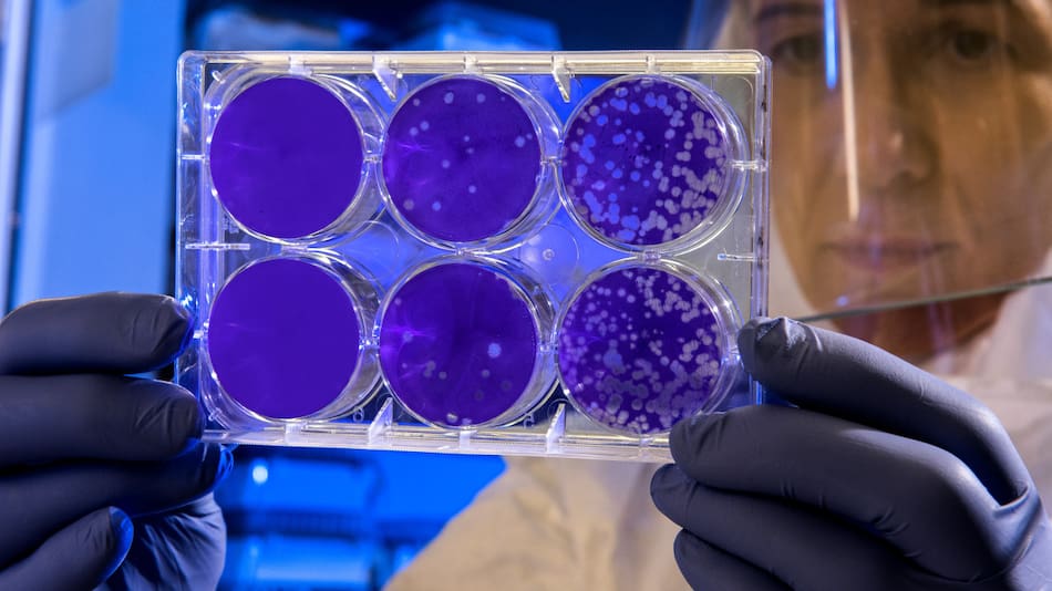 Ciencia, científicos, medicina, ceélulas madre. Unsplash