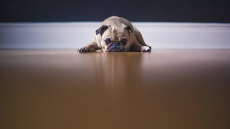 Perros deprimidos. Foto: Unsplash