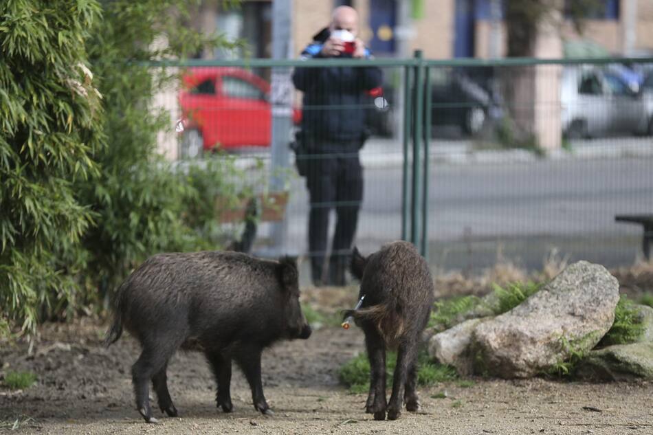 Jabalíes. Foto: EFE.