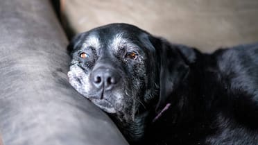 Los cuidados fundamentales que hay que tener con un perro viejito: las claves para darle una vida feliz y plena