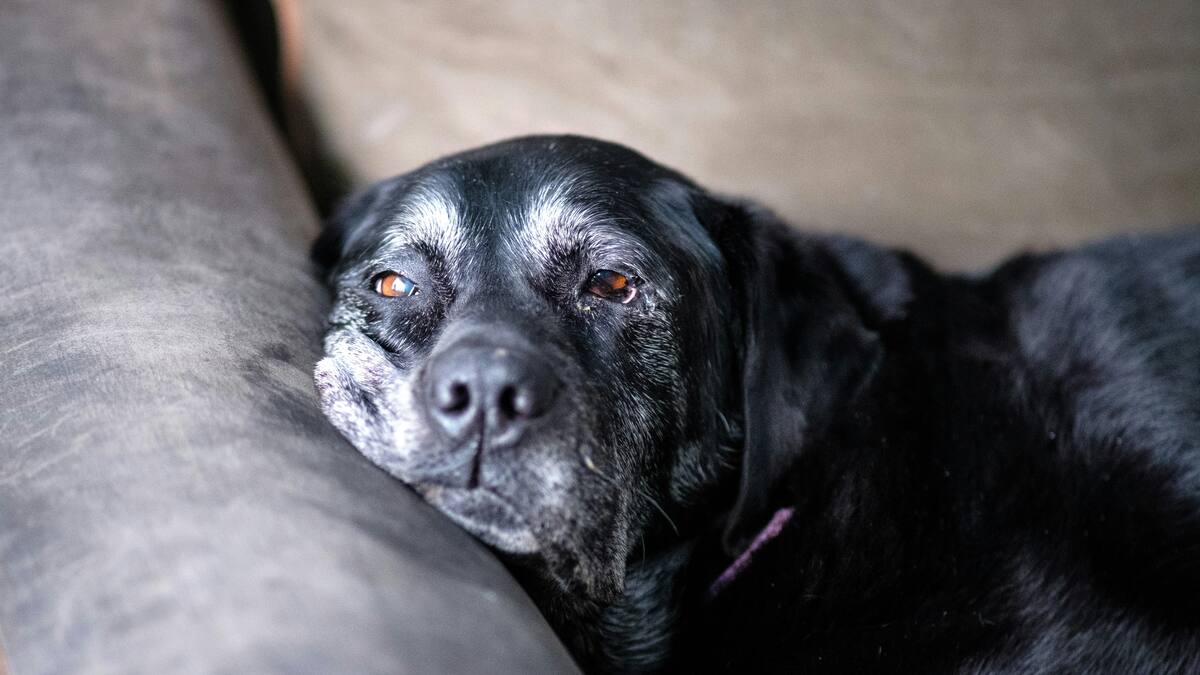 La edad en la que los perros empiezan a considerarse como “viejitos”.