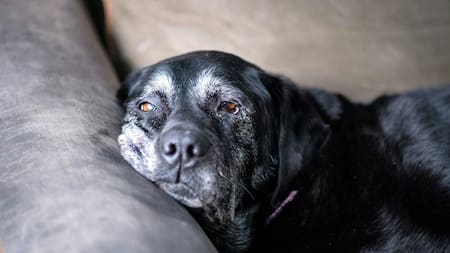 Ni a los 10 ni a los 15 años: esta es la edad en la que los perros empiezan a considerarse como “viejitos”, según veterinarios