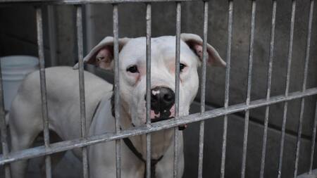 Incendio en Los Ángeles. Foto: EFE.