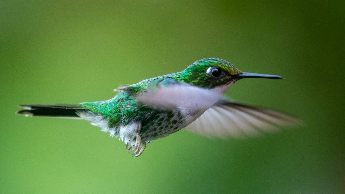 Colibrí. Fuente: EFE