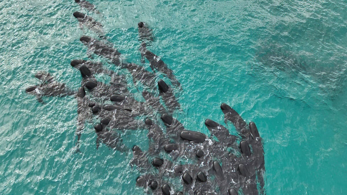 Ballenas muertas y varadas en Australia causan conmoción entre los rescatistas: las tremendas imágenes