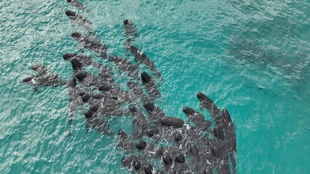 Murieron ballenas en Australia. Foto: EFE.